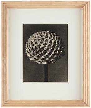 Karl Blossfeldt, "Urformen der Kunst", 1928 (22 st).