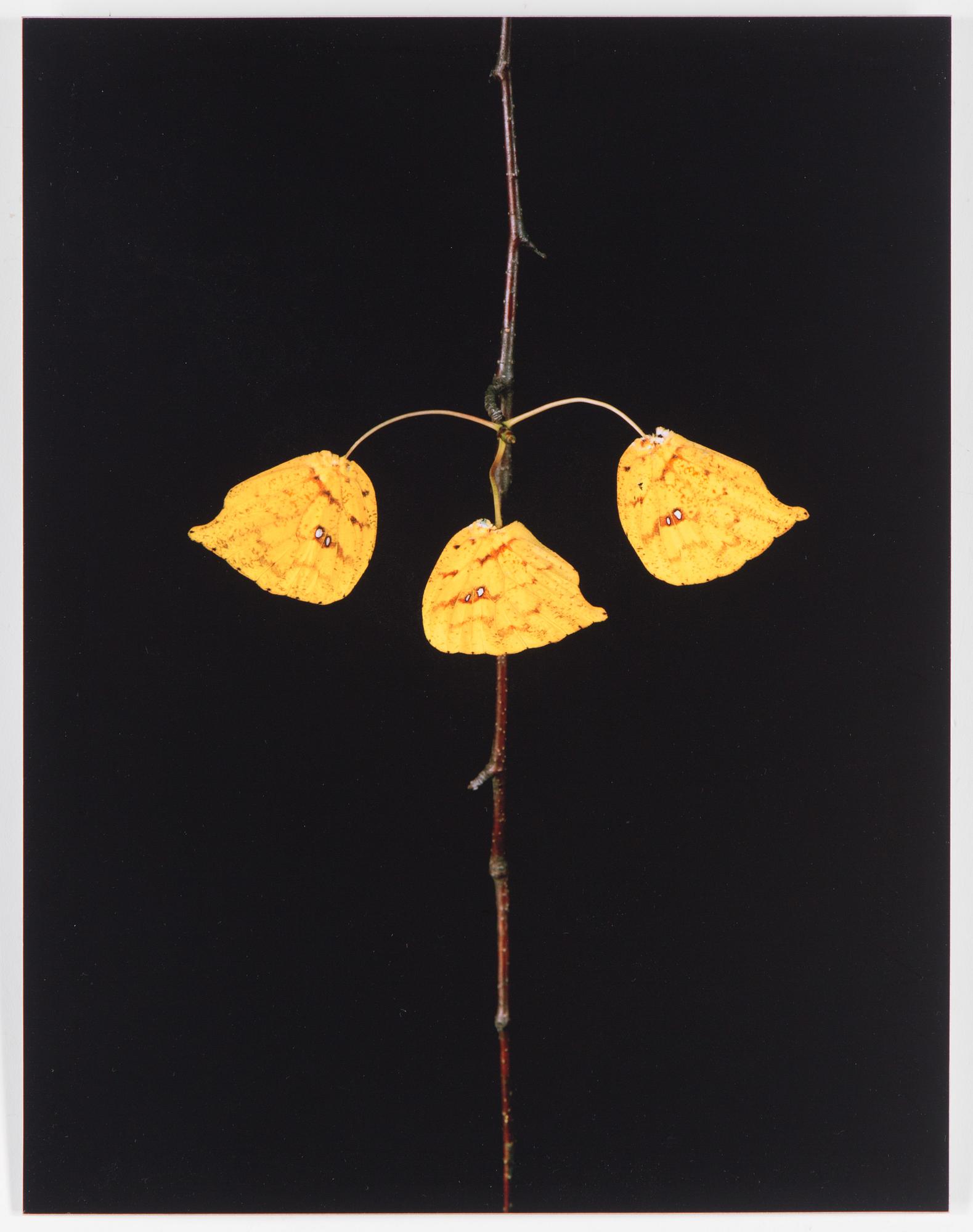 NATHALIA EDENMONT, "Three".
