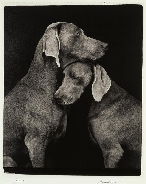 William Wegman, archival pigment print, 2009, signerat. Numrerat 119/1500 a tergo.