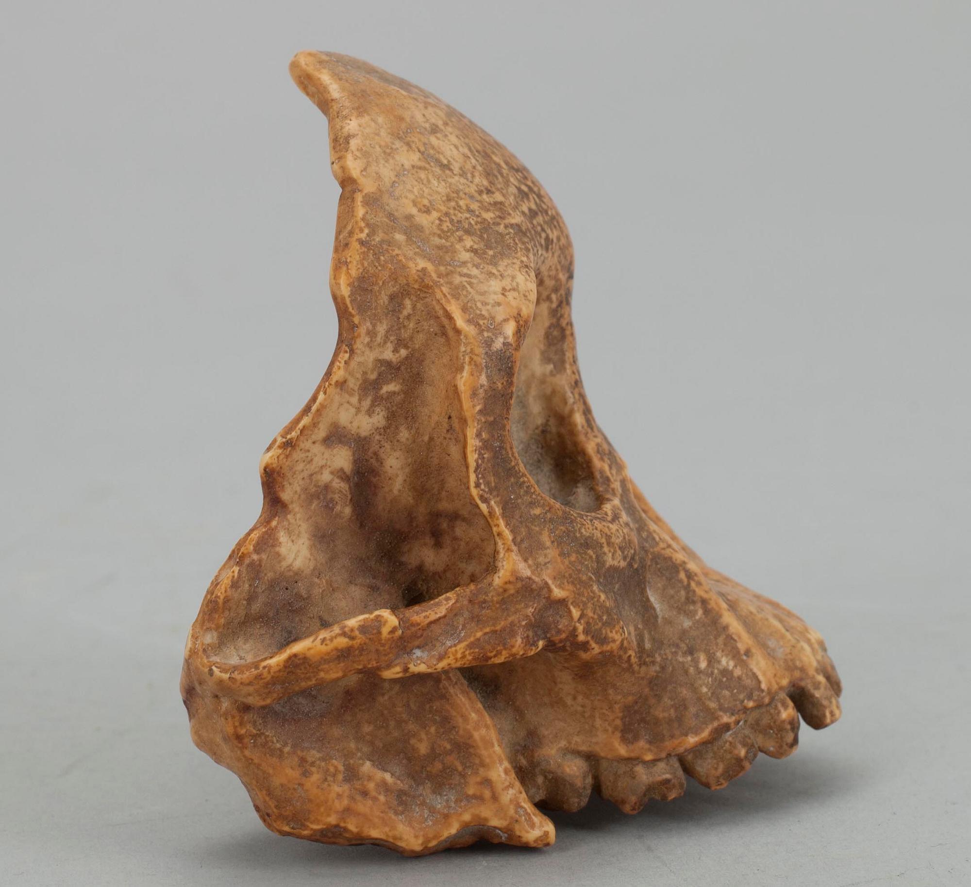 KRANIUM, konstmassa, museikopia, 1900-talets början.