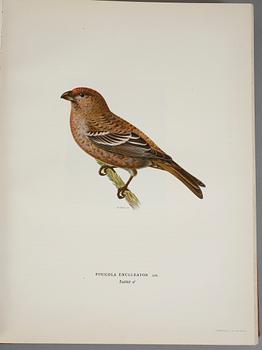 BÖCKER, 3 volymer, M., W. och F. von Wright, "Svenska Fåglar". Andra upplagan, 1929. Förlaget Svenska Fåglar.