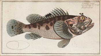 684. Ludwig Schmidt, "Scorpaena Scrofa", ur: "Allgemeine Naturgeschichte der Fische".