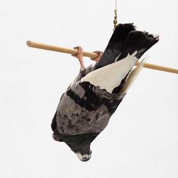 Lotta Hannerz, blandteknik, (uppstoppad duva samt bambupinne), 2005.