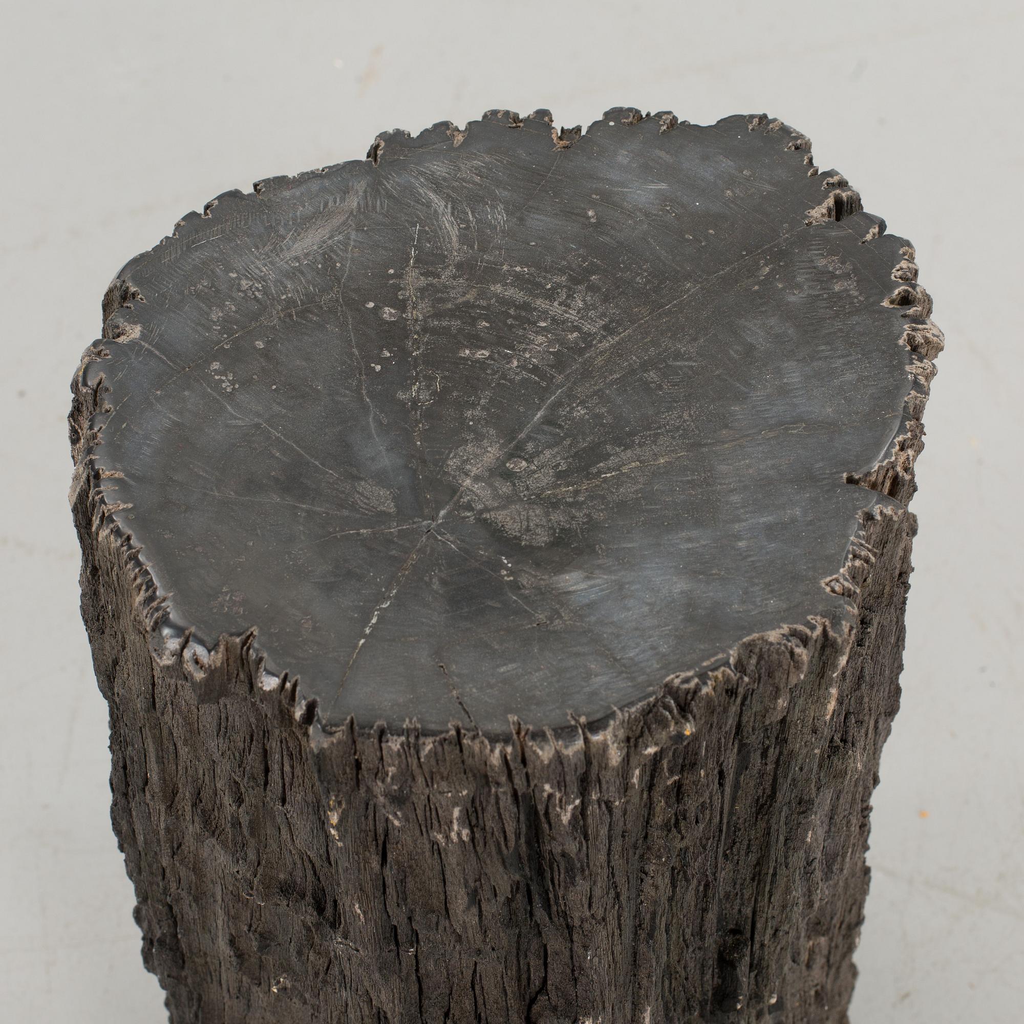 A FOSSILLISED WODDEN TREE.