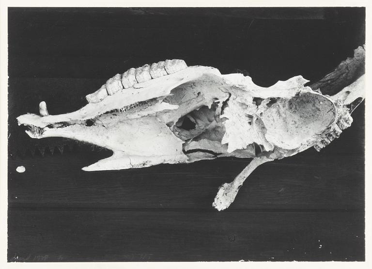 Dawid, Untitled, 1978.