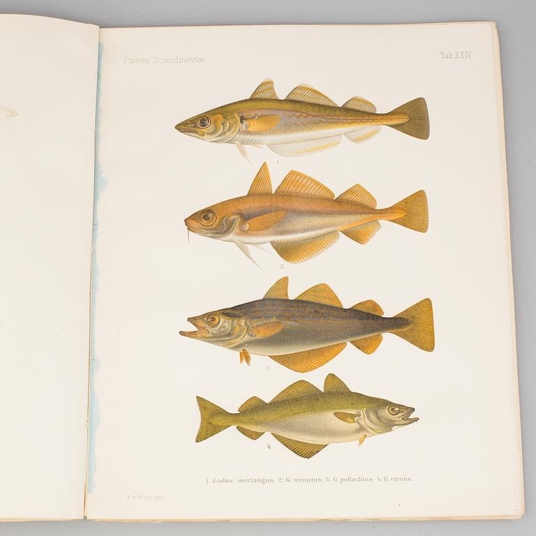 BOK, "Scandinavian Fishes", B Fries, C.U Ekström, C Sundevall. 1895, No 0170.