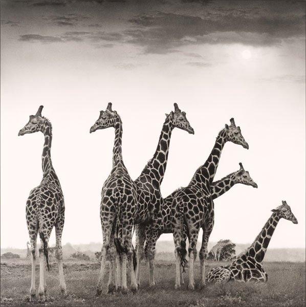 Nick Brandt, "Giraffe Fan", Aberdares 2000.