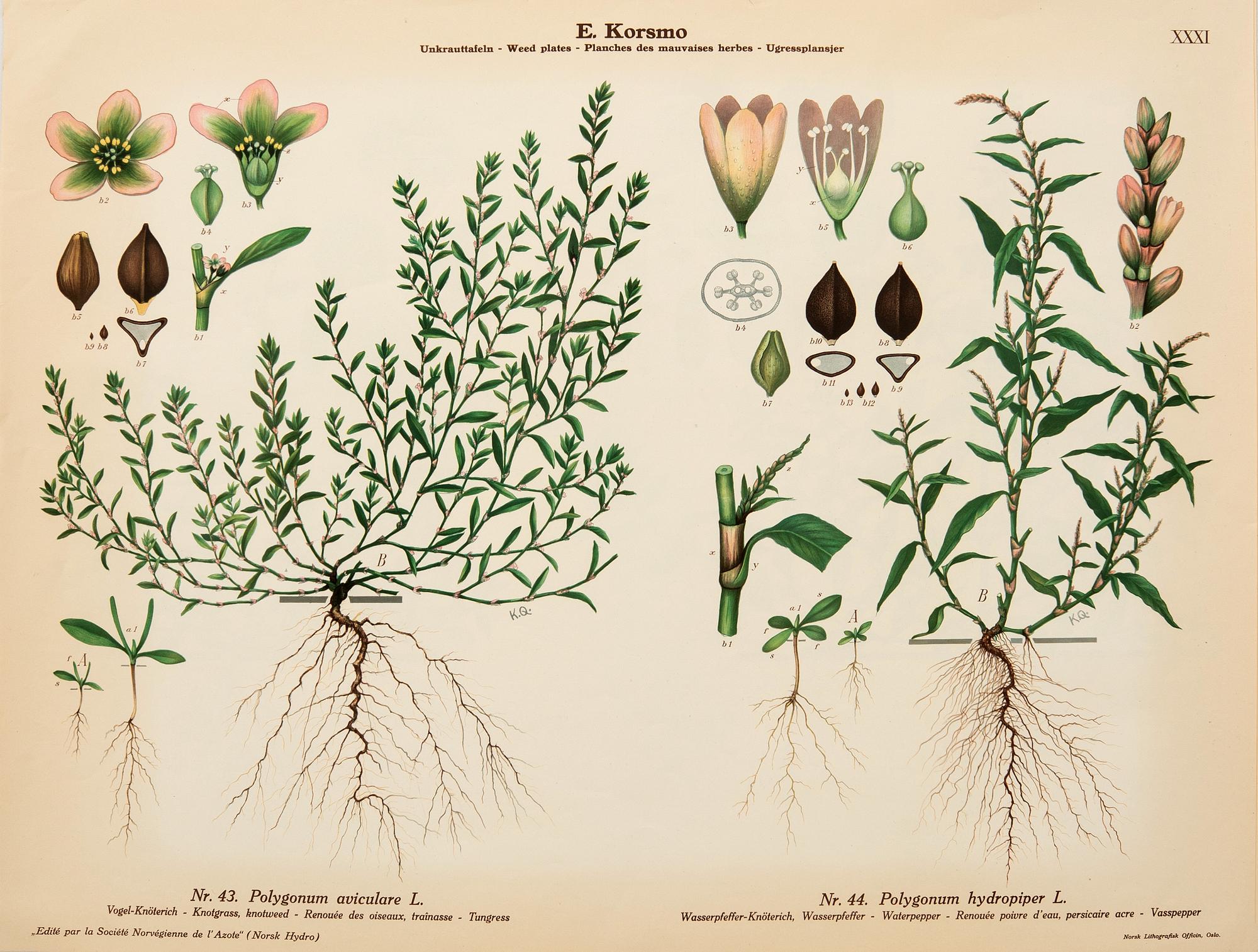 Emil Korsmo, 29 lithographic weed plates.
