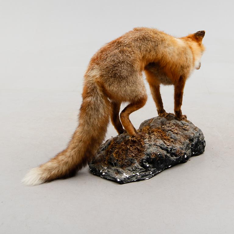 TAXIDERMI: uppstoppad räv, 1900-talets första hälft.