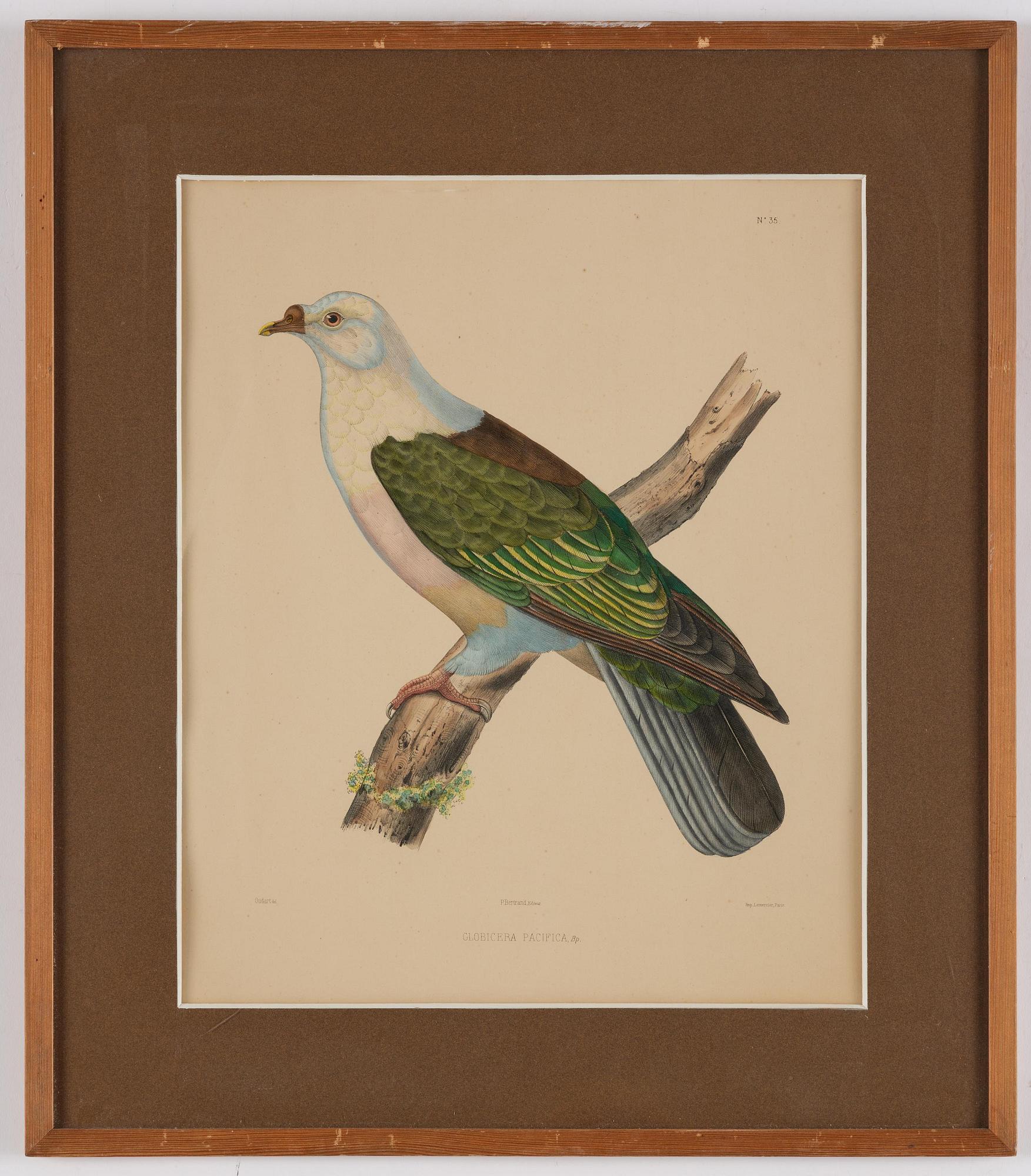 A set of eight plates from "Iconographie des pigeons" by Charles Lucien Bonaparte.
