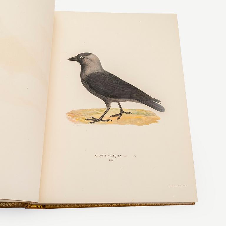 Bibliofilupplagan 3 volymer av von Wright: Svenska fåglar.