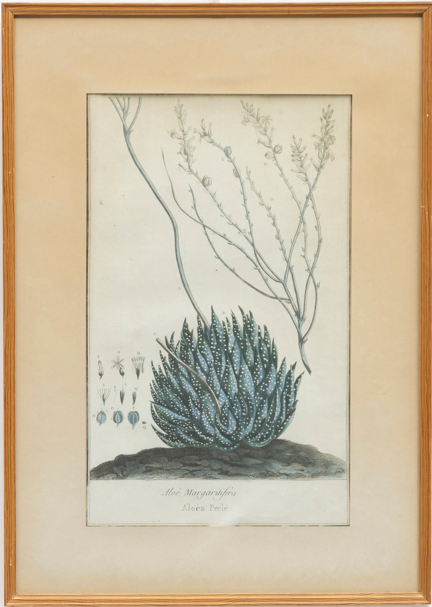 Five hand-coloured botanical copper plates, 18th-19th century. Including Johann Jakob Haid & Augustus Vind.