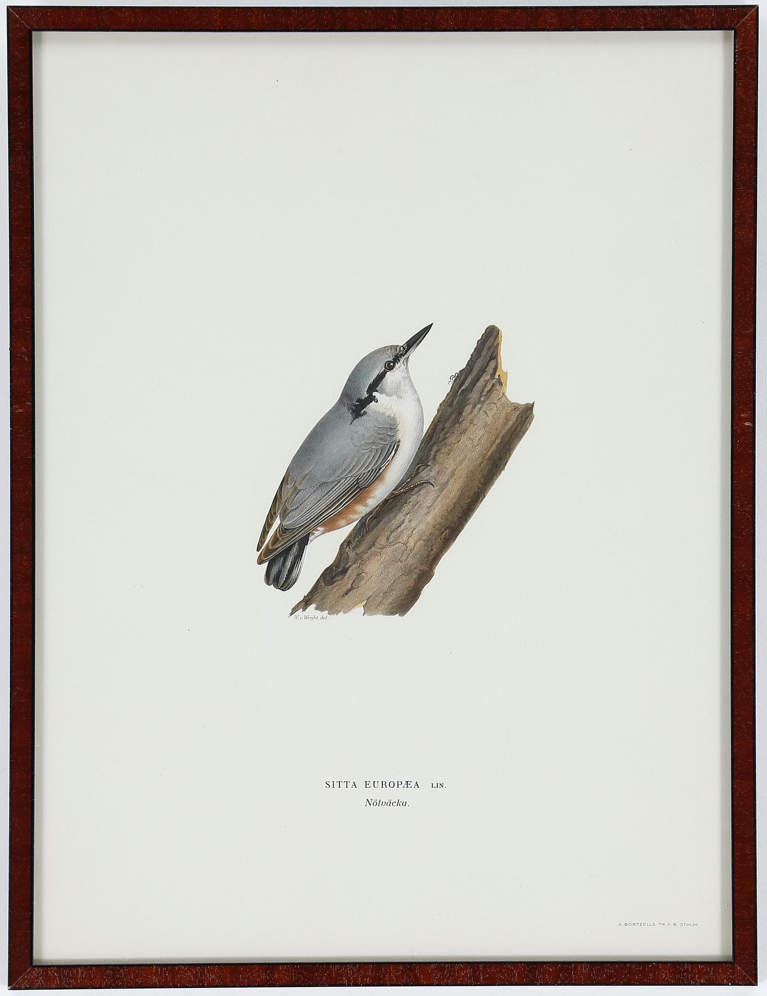 LITOGRAFIER, 12 stycken, ur "Svenska fåglar", Magnus och Wilhelm von Wright, A Börtzells, 1900-talets första hälft.