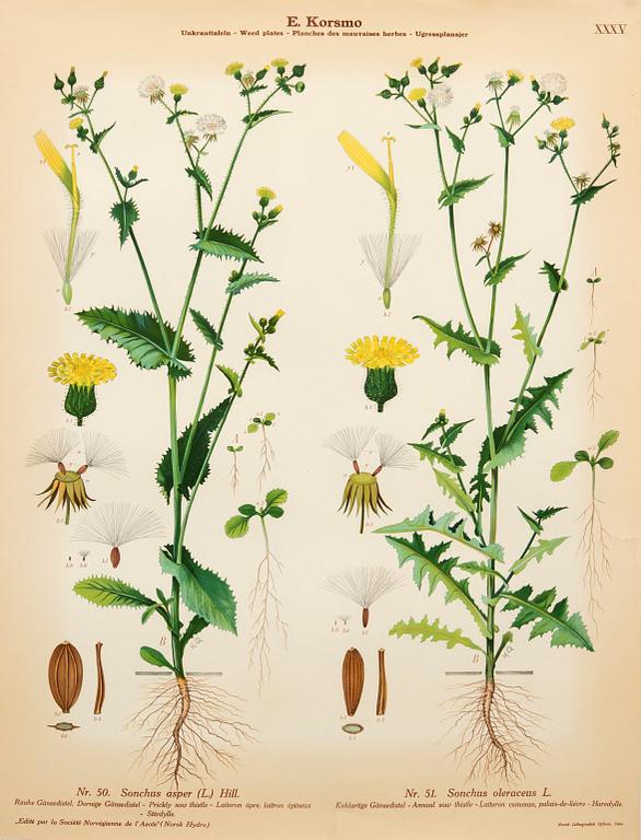 Emil Korsmo, 29 lithographic weed plates.