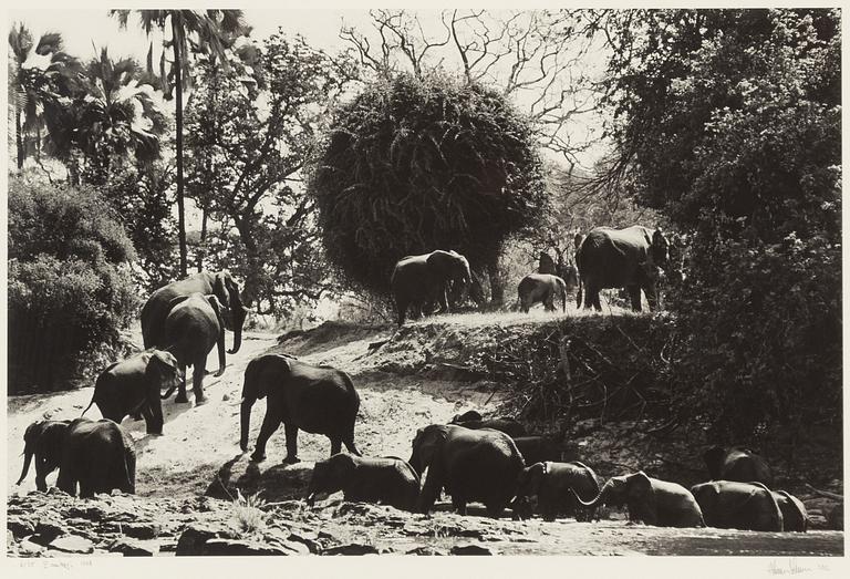 Håkan Ludwigson, "Zambesi" 1998.