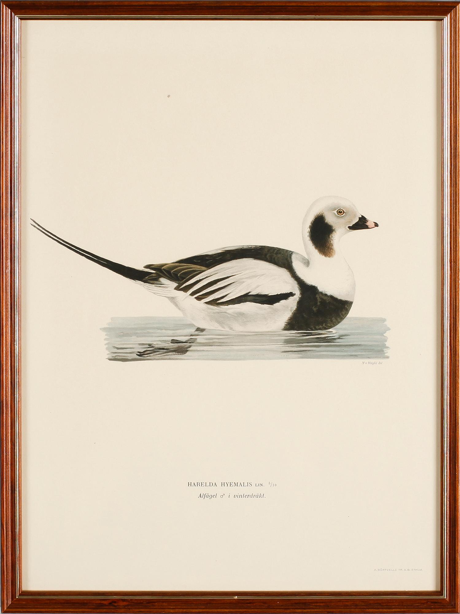 LITOGRAFISKA TRYCK, 13 st, ur von Wrights "Svenska fåglar", A. Börtzells, Stockholm.