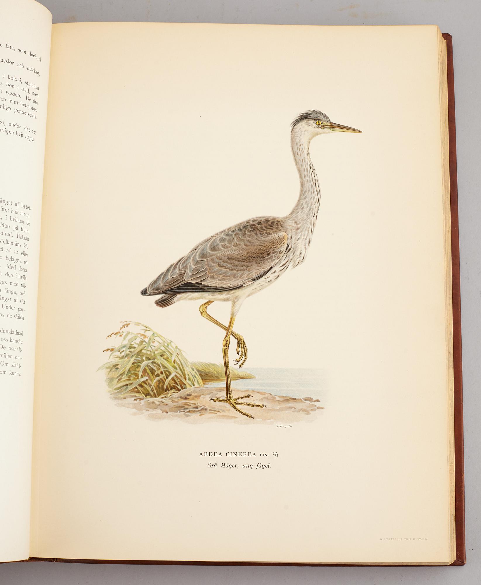 A set of three books about Swedish birds by von Wright. 1927.