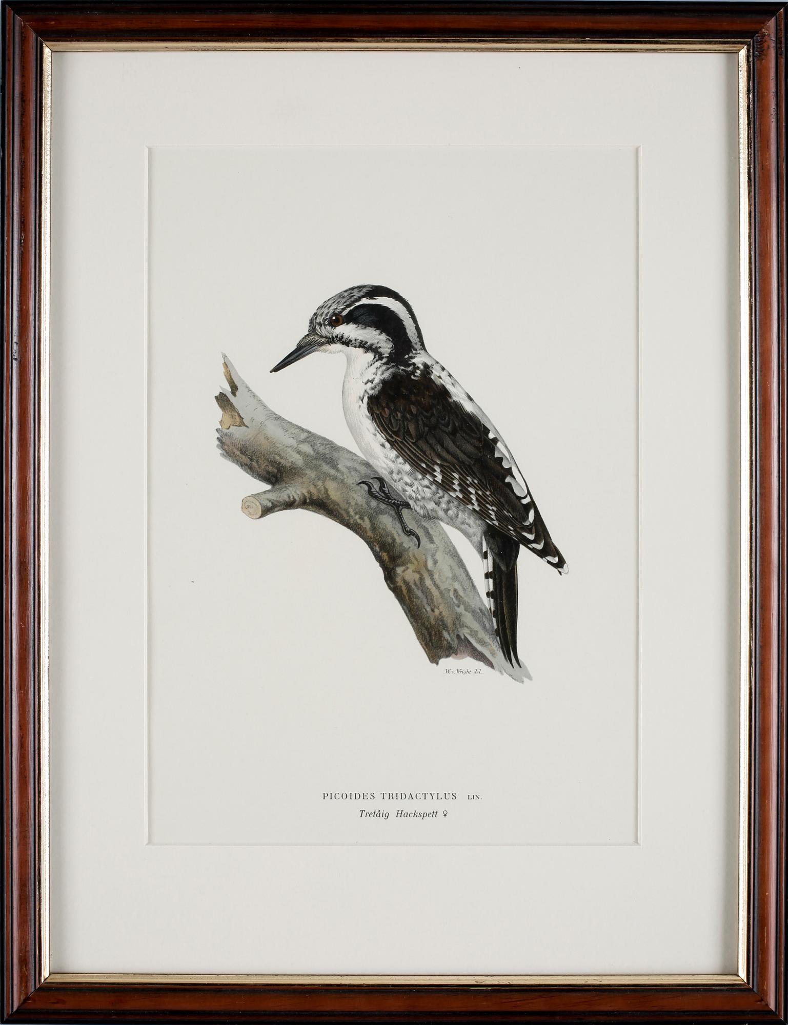 MAGNUS & WILHELM VON WRIGHT, kolorerade kopparstick, 4 st, 1800-tal.