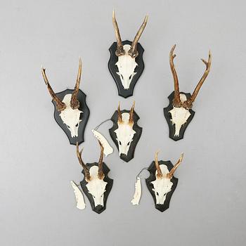 JAKTTROFÉER, 6 st, rådjurshorn.