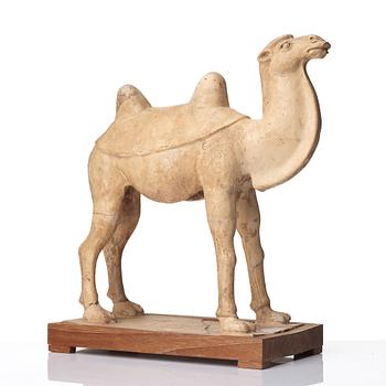 A yellow glazed camel, Tang dynasty (618-906).