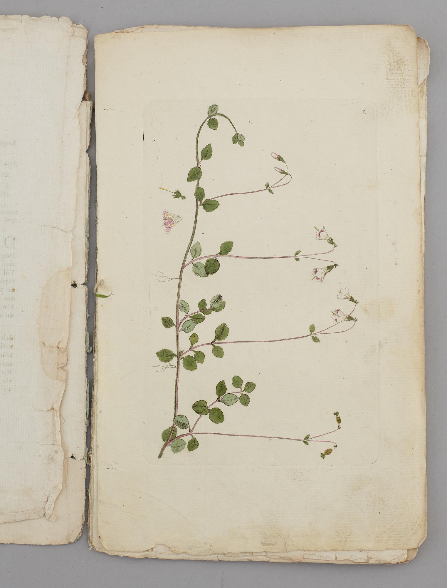 JOHAN WILHELM PALMSTRUCH, "Svensk Botanik, vol I-V. 1803-1805.