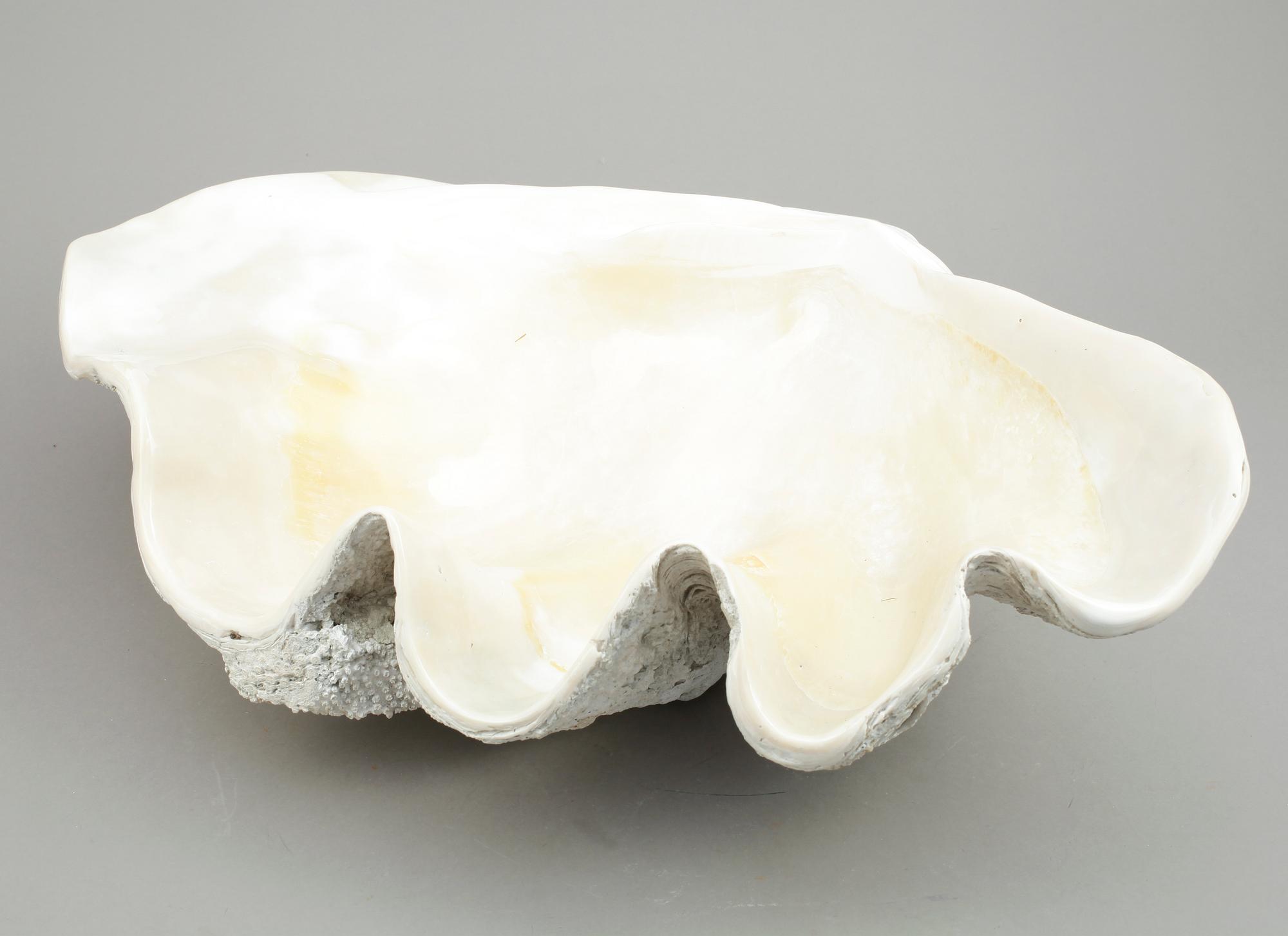 MUSSLA, fossil.