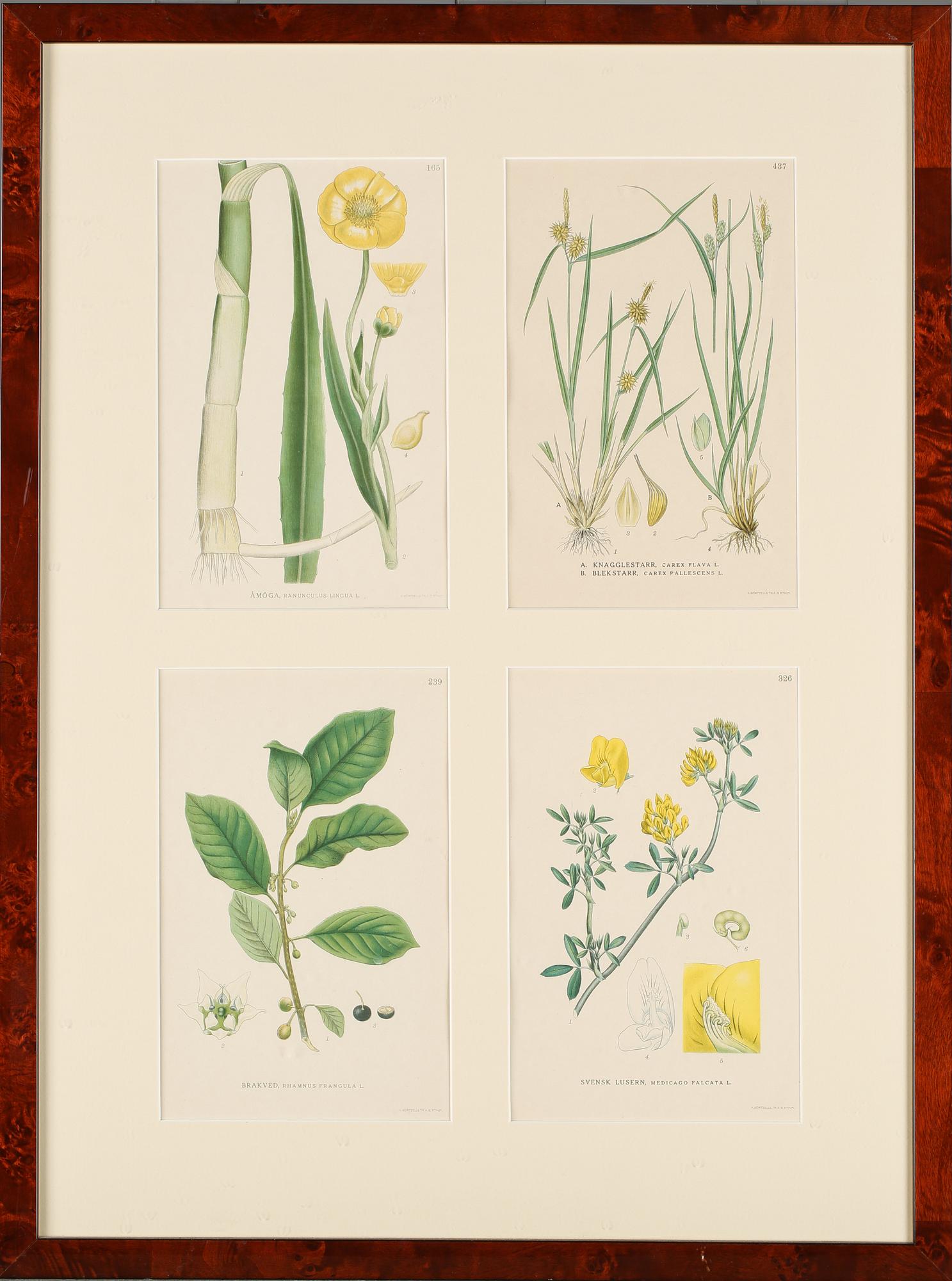 GRAFISKA TRYCK, 8 st, "Nordens flora", C.A.M Lindman, A. Börtzells, Stockholm, 1900-talets första hälft.