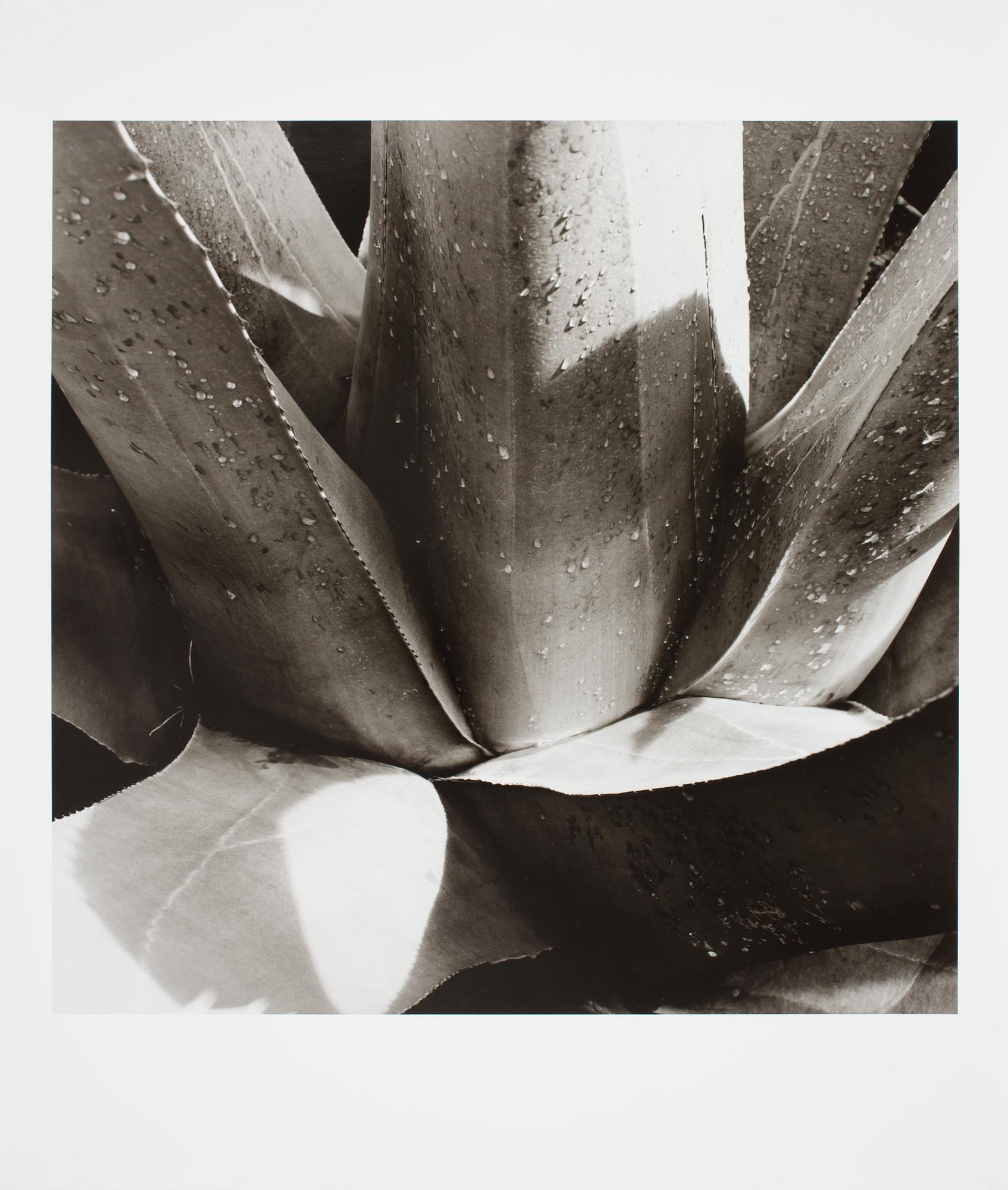 FREDERICK-EDWIN BERTIN, silvergelatinfotografi, sign o dat 30.XII.2001 a tergo.