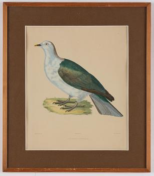 A set of eight plates from "Iconographie des pigeons" by Charles Lucien Bonaparte.