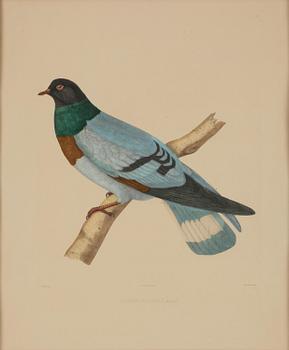 A set of eight plates from "Iconographie des pigeons" by Charles Lucien Bonaparte.