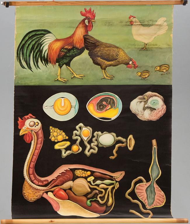 SKOLPLANSHER, 3 st, Gumperts, djurmotiv.