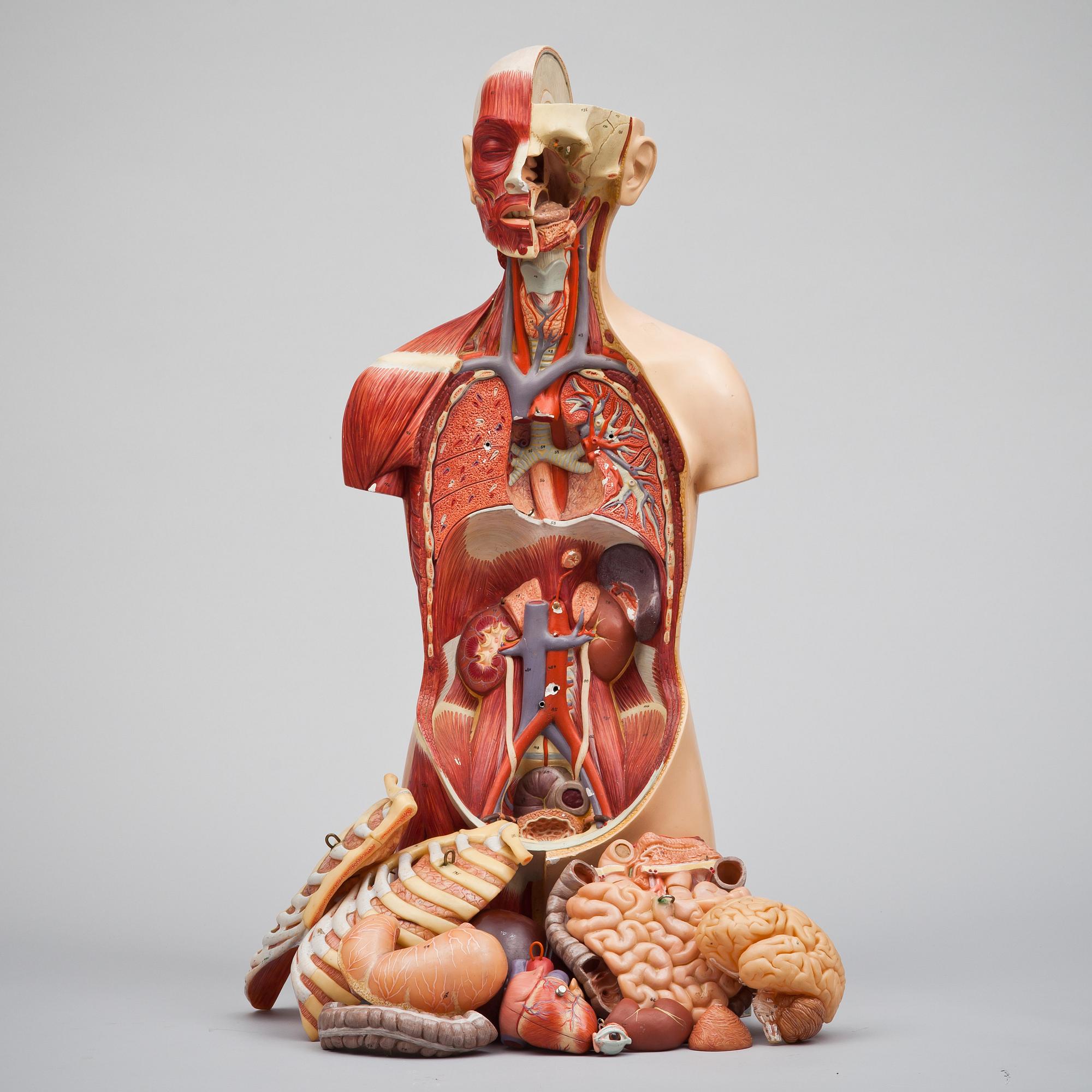 ANATOMISK BYST, 1900-tal.