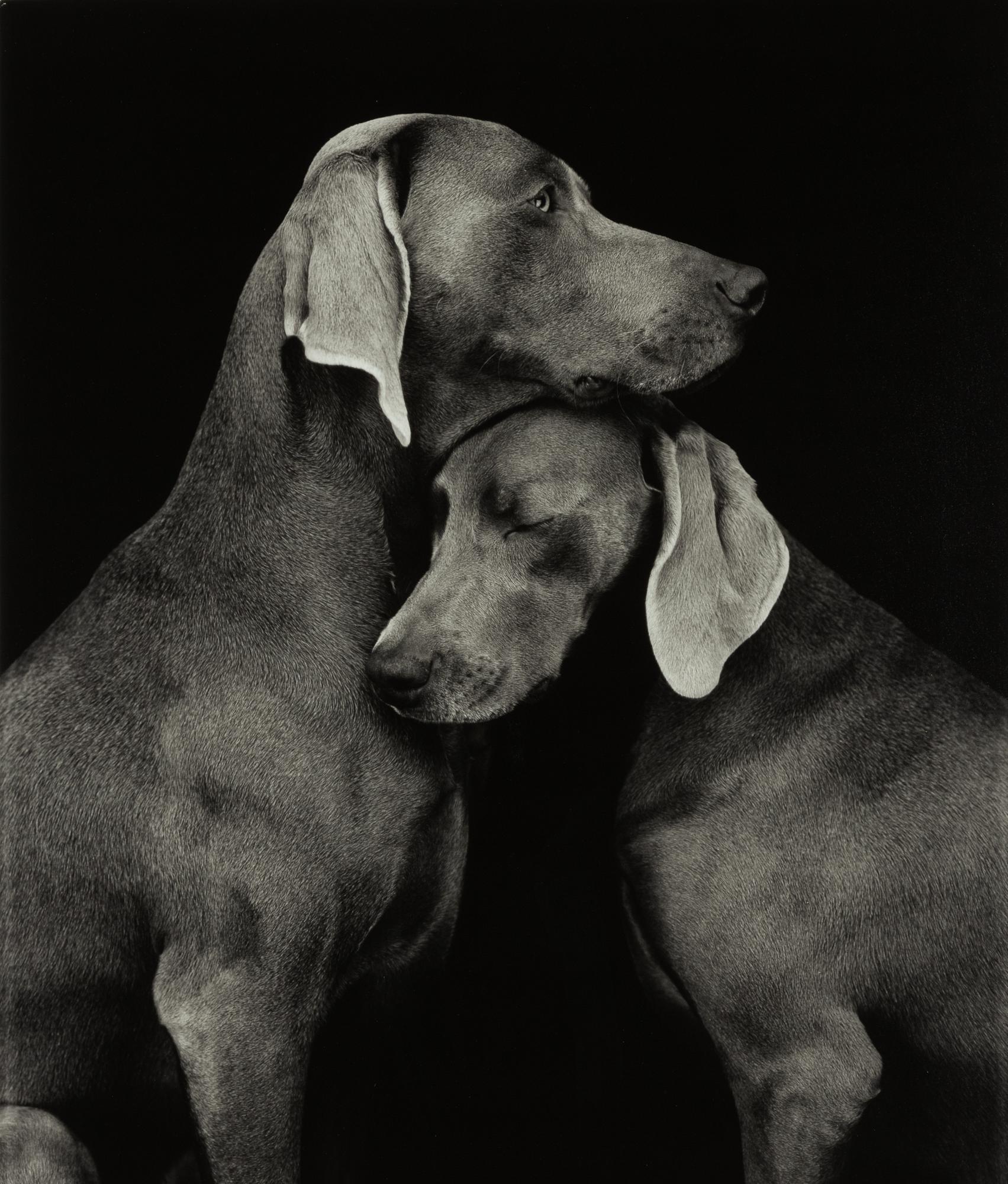 William Wegman, "Friends".