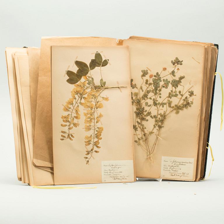 HERBARIUM, 1926-1928.
