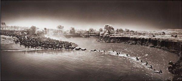 Nick Brandt, "Zebras Crossing River", Masai Mara 2006.