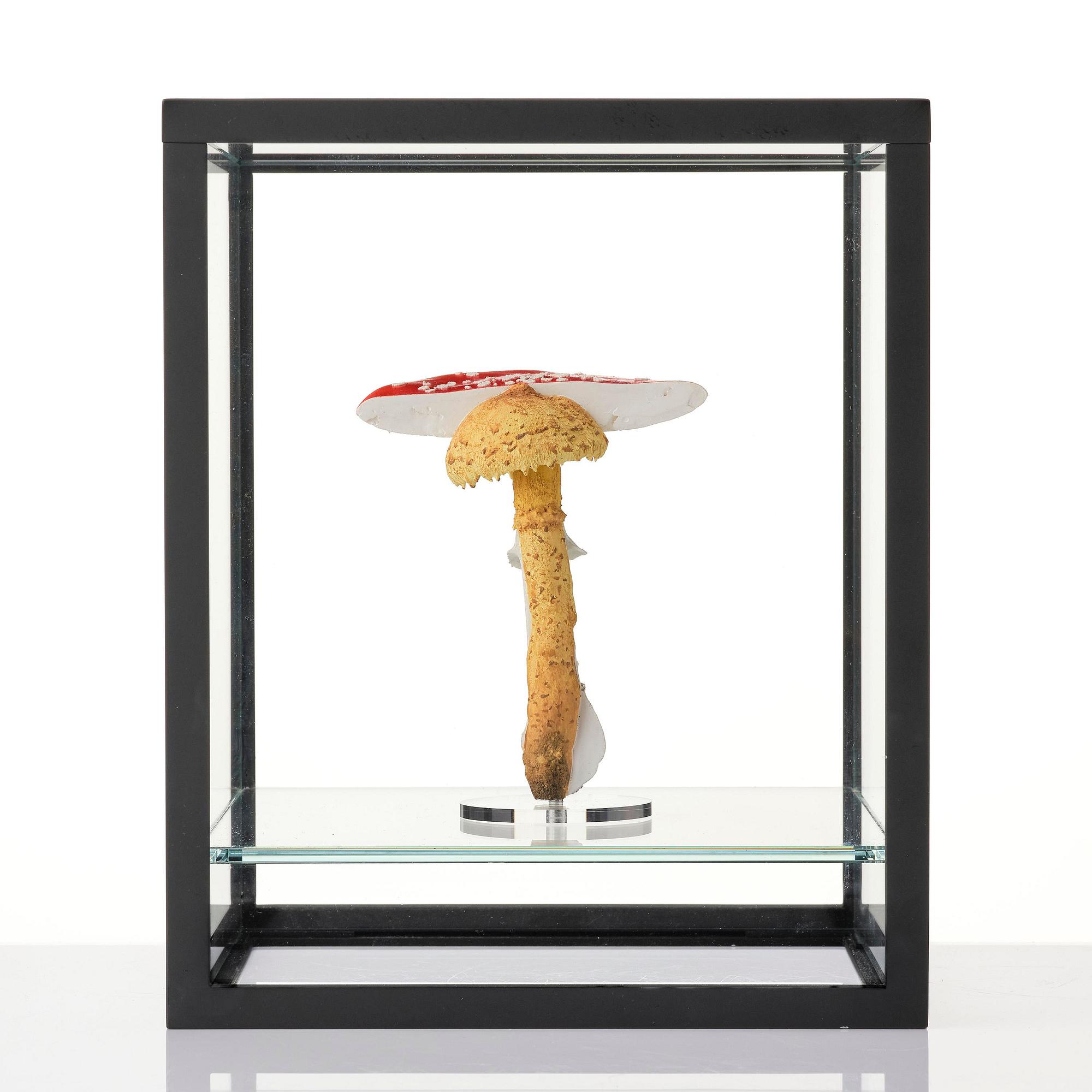 Carsten Höller, "Double Mushroom Vitrine (Once)".
