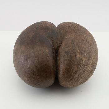 Dubbelkokosnöt, så kallad Coco de Mer, Lodoicea maldivica.