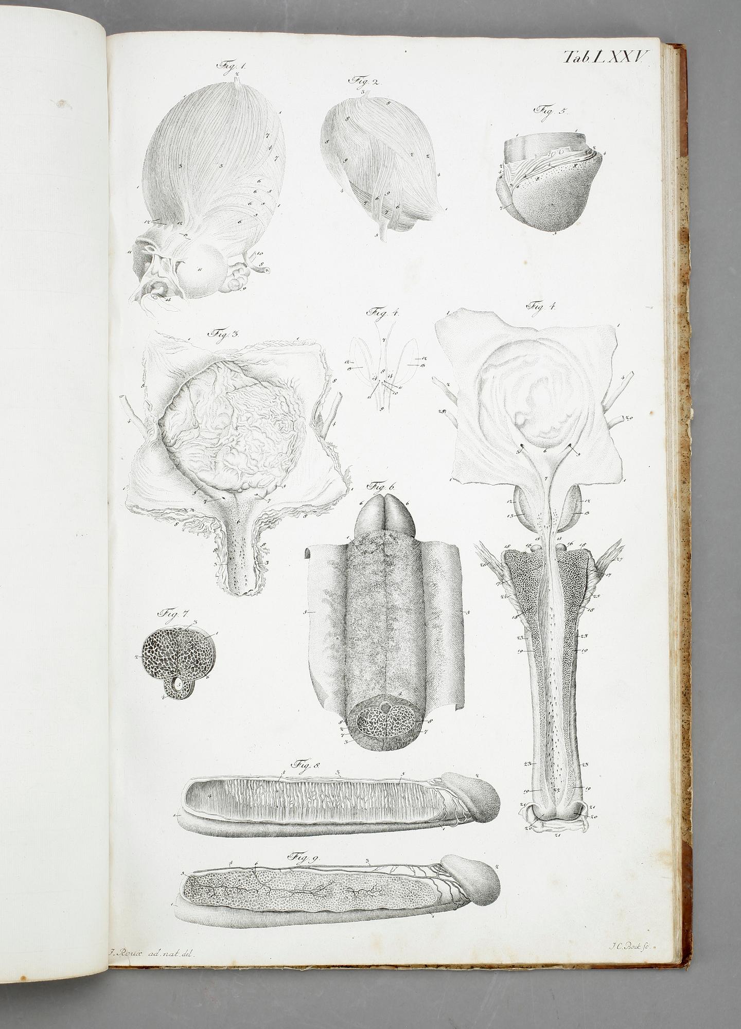 BOK, G H R Loders, "Tabulae Anatomicae Splanchologia", omkr år 1800.