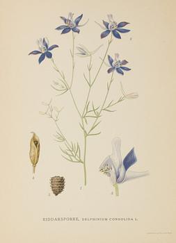 LITOGRAFISKA TRYCK, ca 100 st, "Nordens Flora", C A Lindman, A. Börtzells, Stockholm, 1900-talets första hälft.