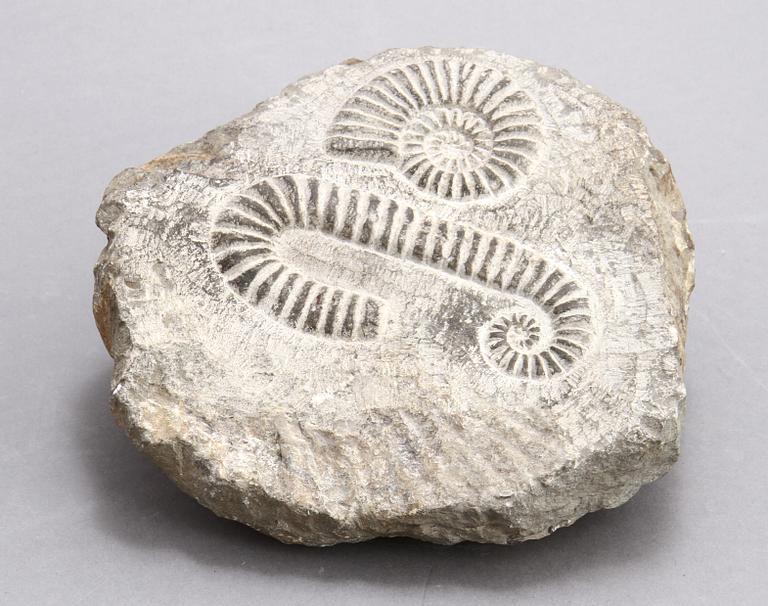 FOSSIL.