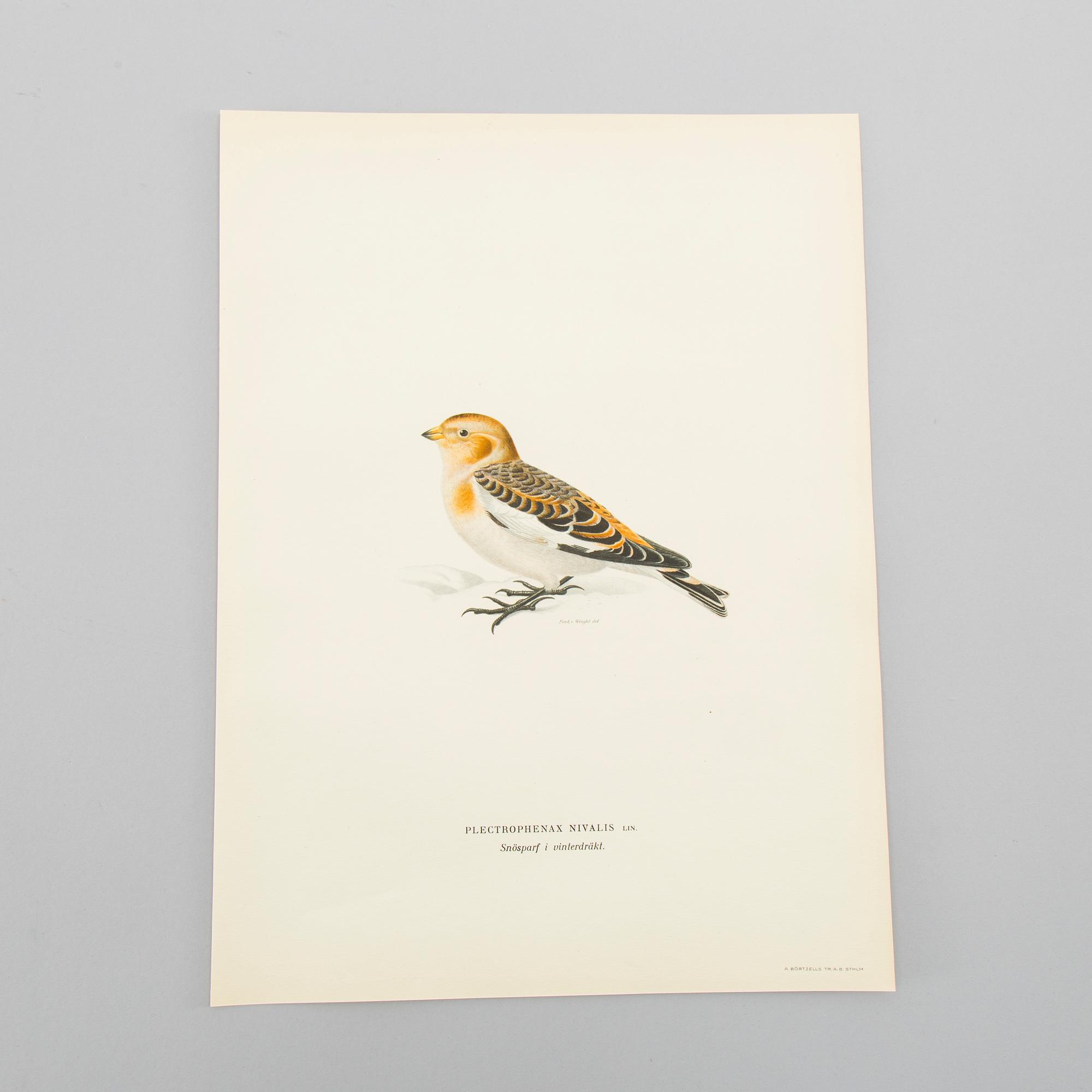 LITOGRAFISKA TRYCK, ca 150 st, Ferdinand von Wright, Börtzells, Stockholm.