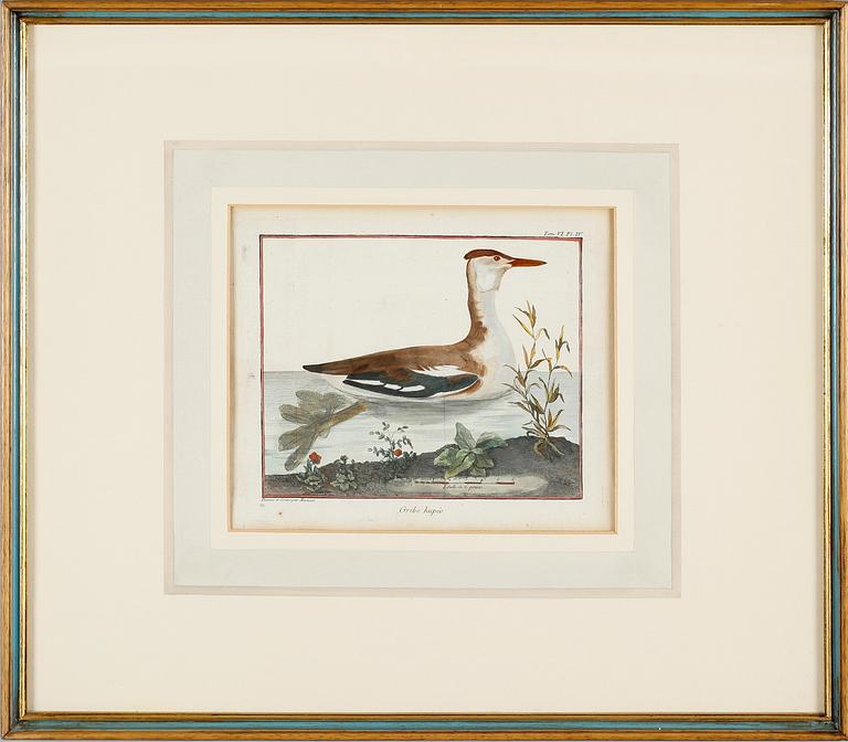 GRAVYRER, 2 st, efter Martinet, kolorerade, 1800-tal.
