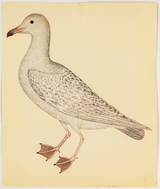 Olof Rudbeck the younger, after, a portfolio and two books, 1985. Numbered 285/1499.