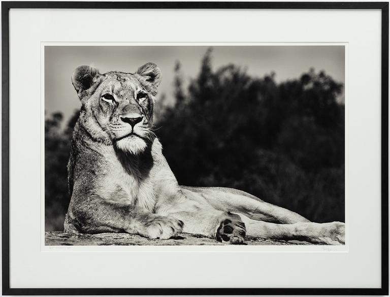 Håkan Ludwigson, "Londolozi", 2008.