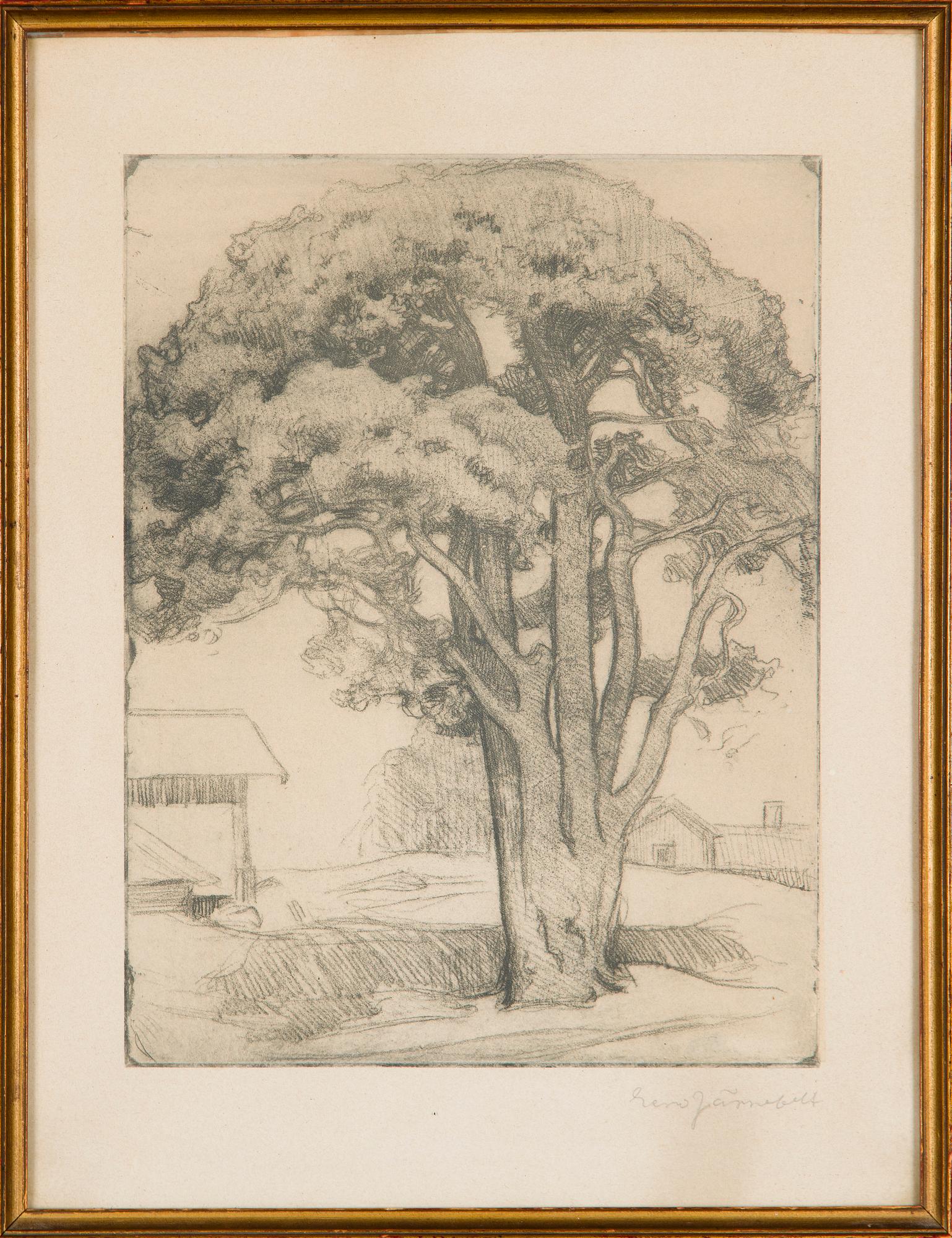 Eero Järnefelt, "Tuomalan mänty I".