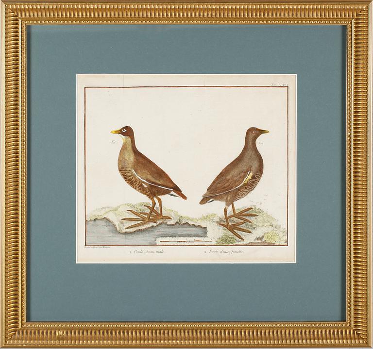 TAVLOR, 4 st, efter Martinet, gravyrer, kolorerade, 1700-/1800-tal.