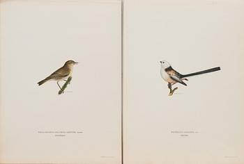 LITOGRAFIER, 41 st, ur "Svenska fåglar", Bror Hallberg, Magnus och Wilhelm von Wright, 1900-talets första hälft.
