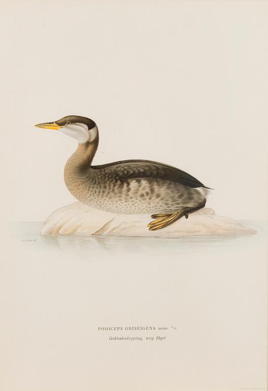 LITHOGRAPHS, 5 pcs, after Wilhelm von Wright and Bror Hallberg. A. Börtzell, Stockholm.