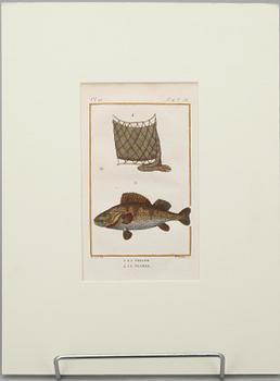 GRAVYRER, 7 st, efter de Seve, "Natural History" de Buffon. Senare upplagor.