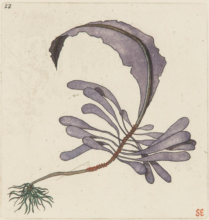 Sten Eklund, "Alg" (fig 20/16),  From "Kullahusets hemlighet".